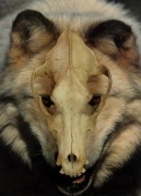 Wolfskullfront