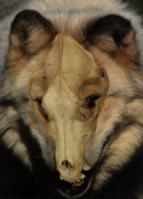 wolfskullside
